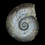 Thumbnail: Bajorcian ammonite with display stand  