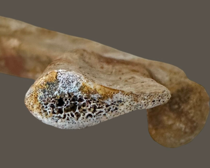 Thumbnail: Theropod rib section 