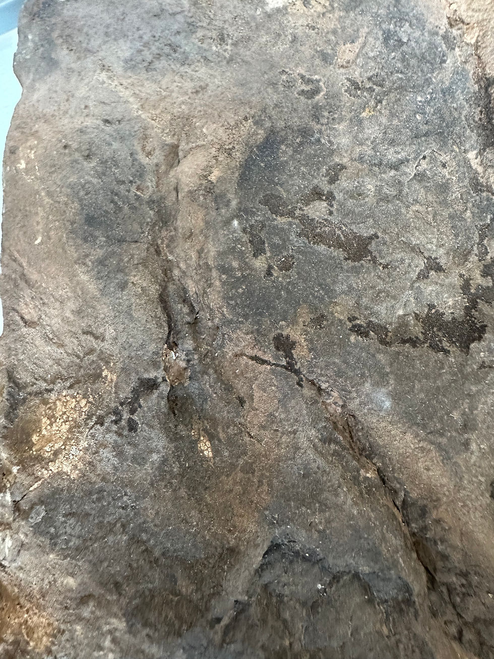 Thumbnail: Theropod foot print 