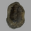 Thumbnail: E.Venustus trilobite no 2