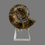 Thumbnail: Polished Madagascan ammonite on display stand 
