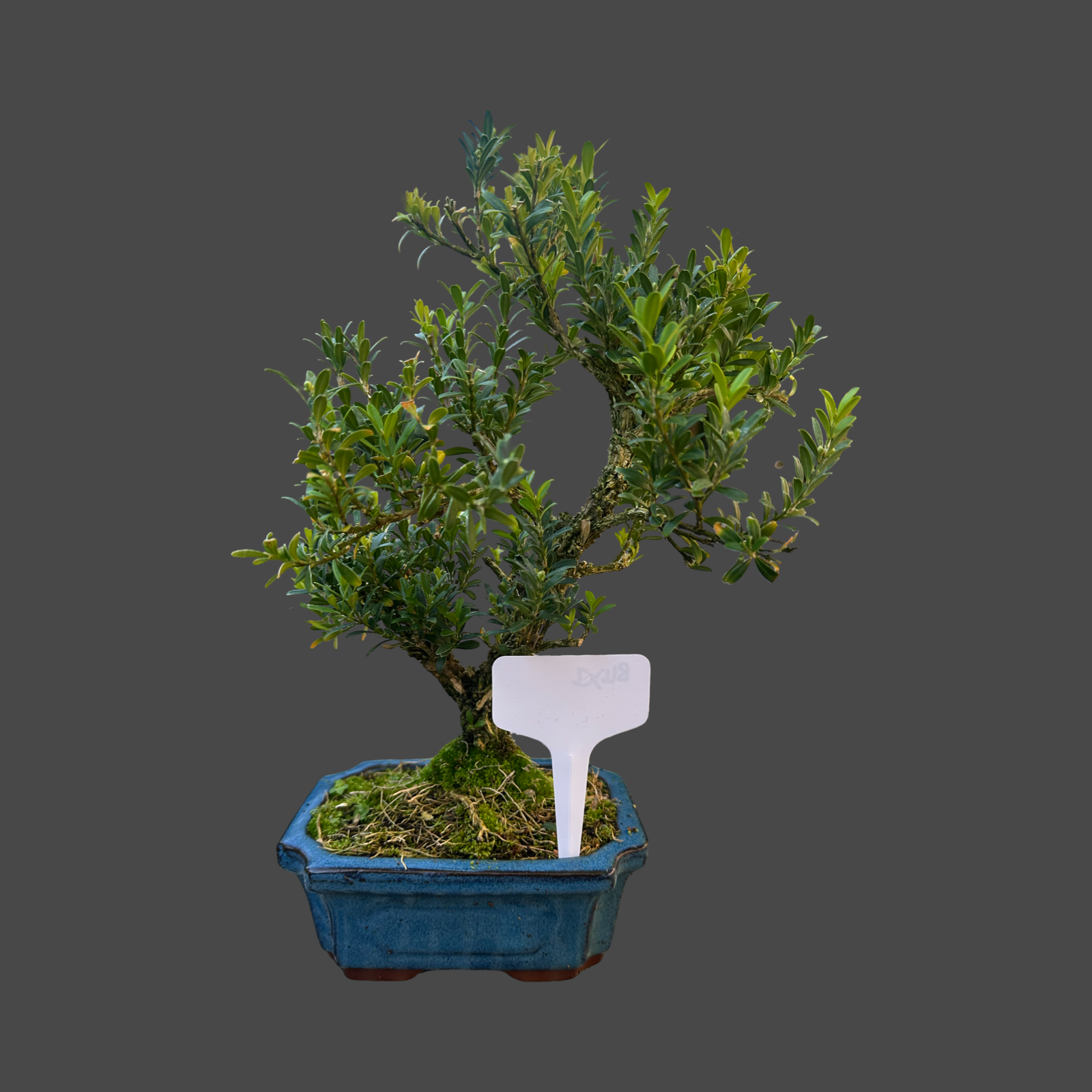 Buxus 'shaped' 15cm pot no1