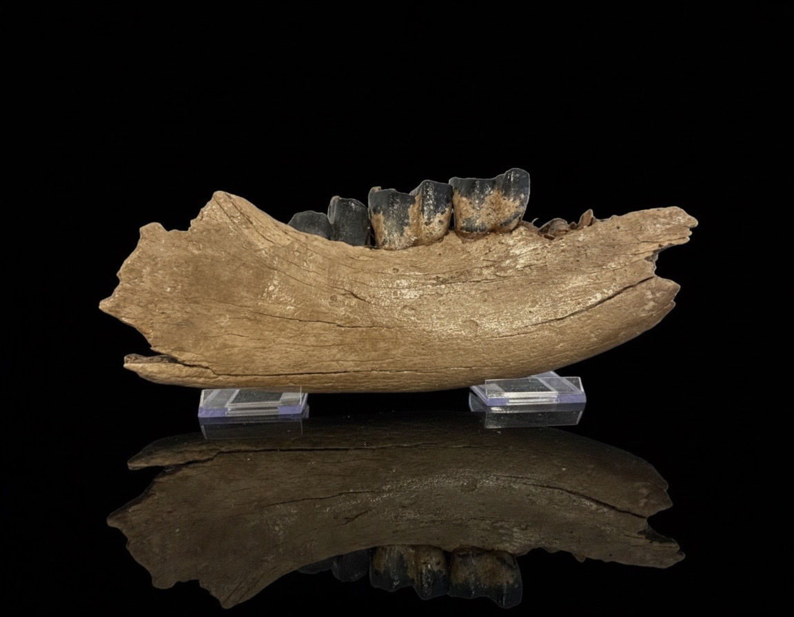 Woolly rhino jaw section