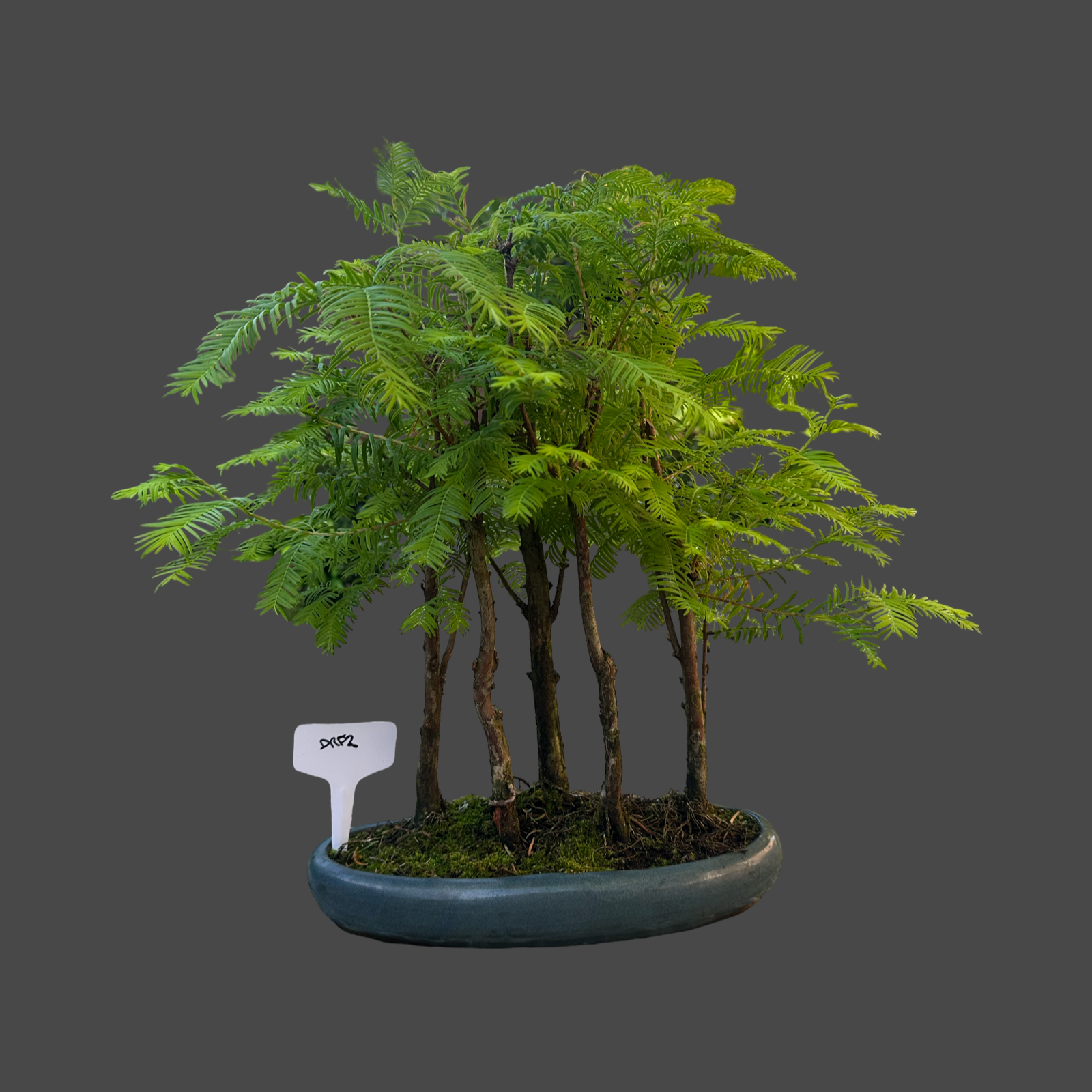 Metasequoia group of 5 30cm pot no1
