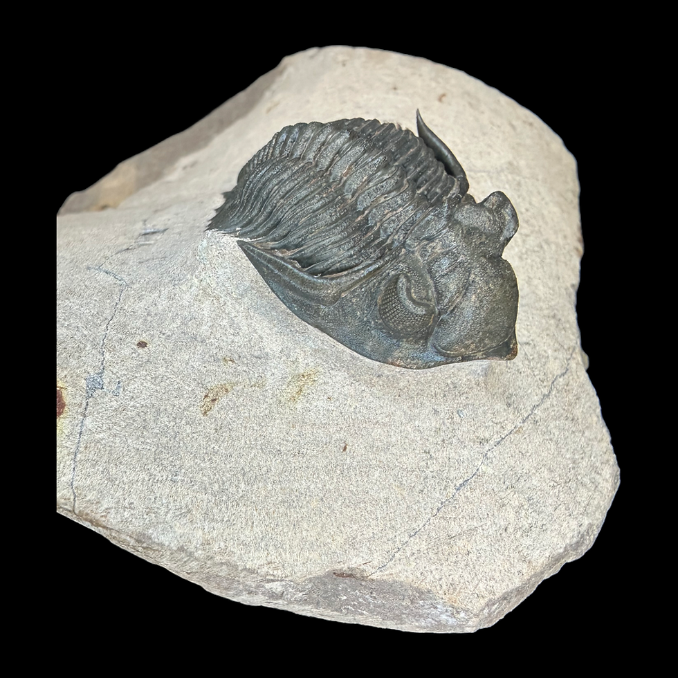 Thumbnail: Metacanthina trilobite 