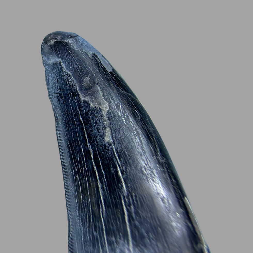Thumbnail: Nanotyrannus tooth 