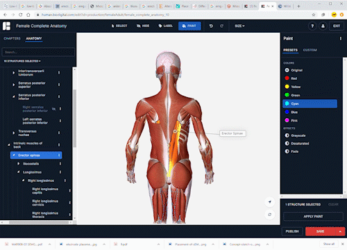 Female Complete Anatomy _ BioDigital Hum