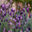 Writer: Parade of Gardens Southern Utah