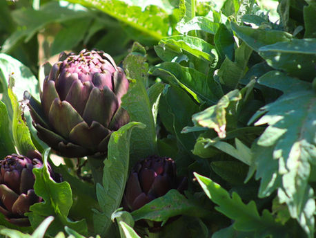 2026 PGSU Garden Story: Joey & Zach