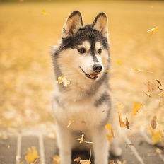 イベントの出張撮影ストリートアートフォトUSHUNのペットの撮影イメージ3