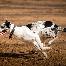 イベントの出張撮影ストリートアートフォトUSHUNのペットの撮影イメージ4