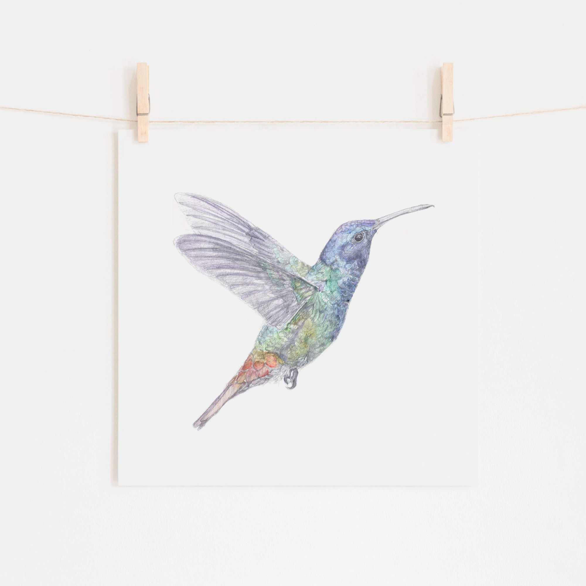 hummingbird print