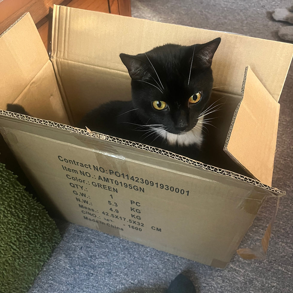 Black and white cat sits inside a cardboard box on a carpeted floor. Visible text includes "Contract NO" and "Made in China."