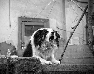 Perro ladrando agresivamente en un filtro blanco y negro.