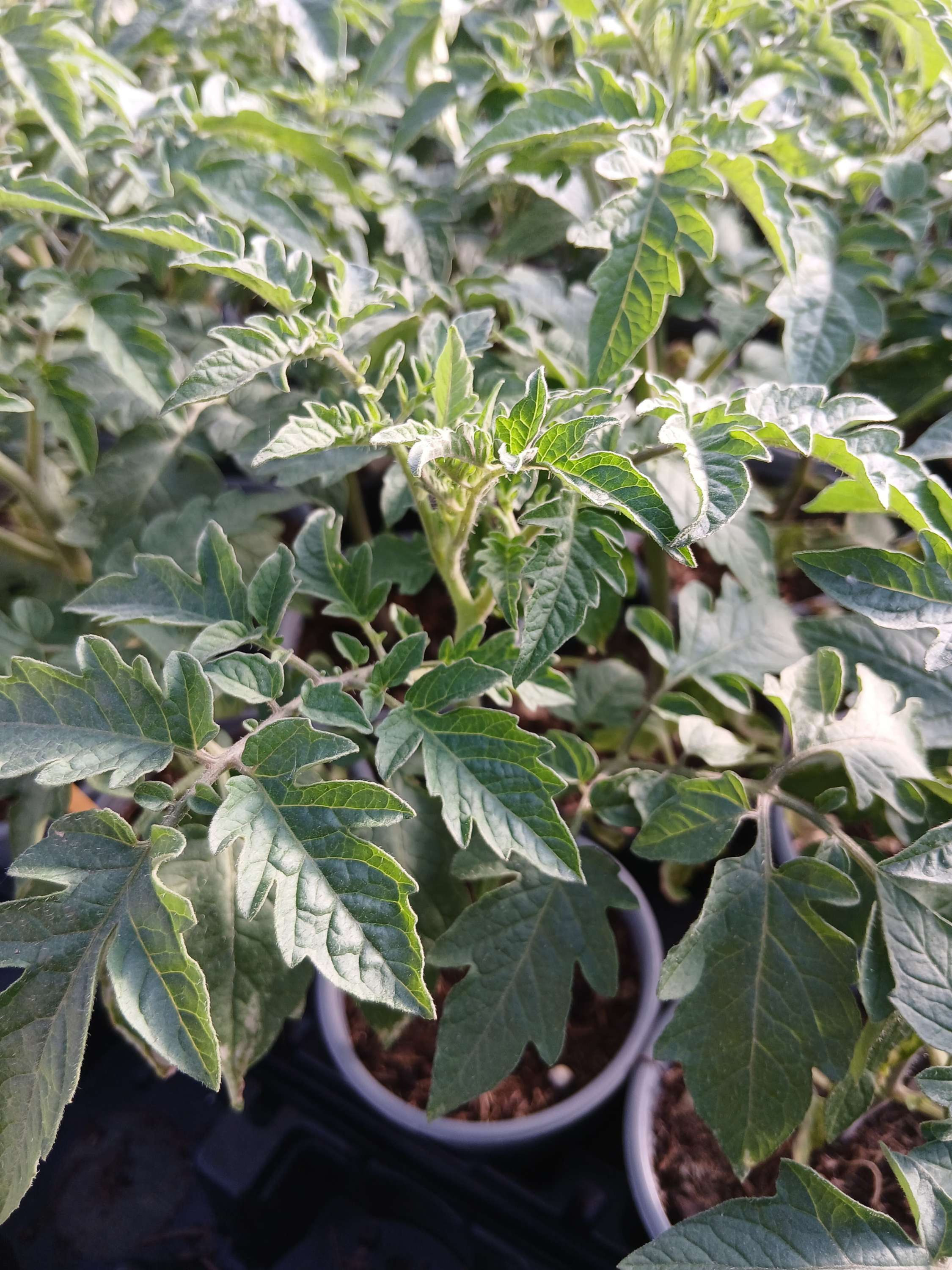 TOMATE CERISE ROUGE