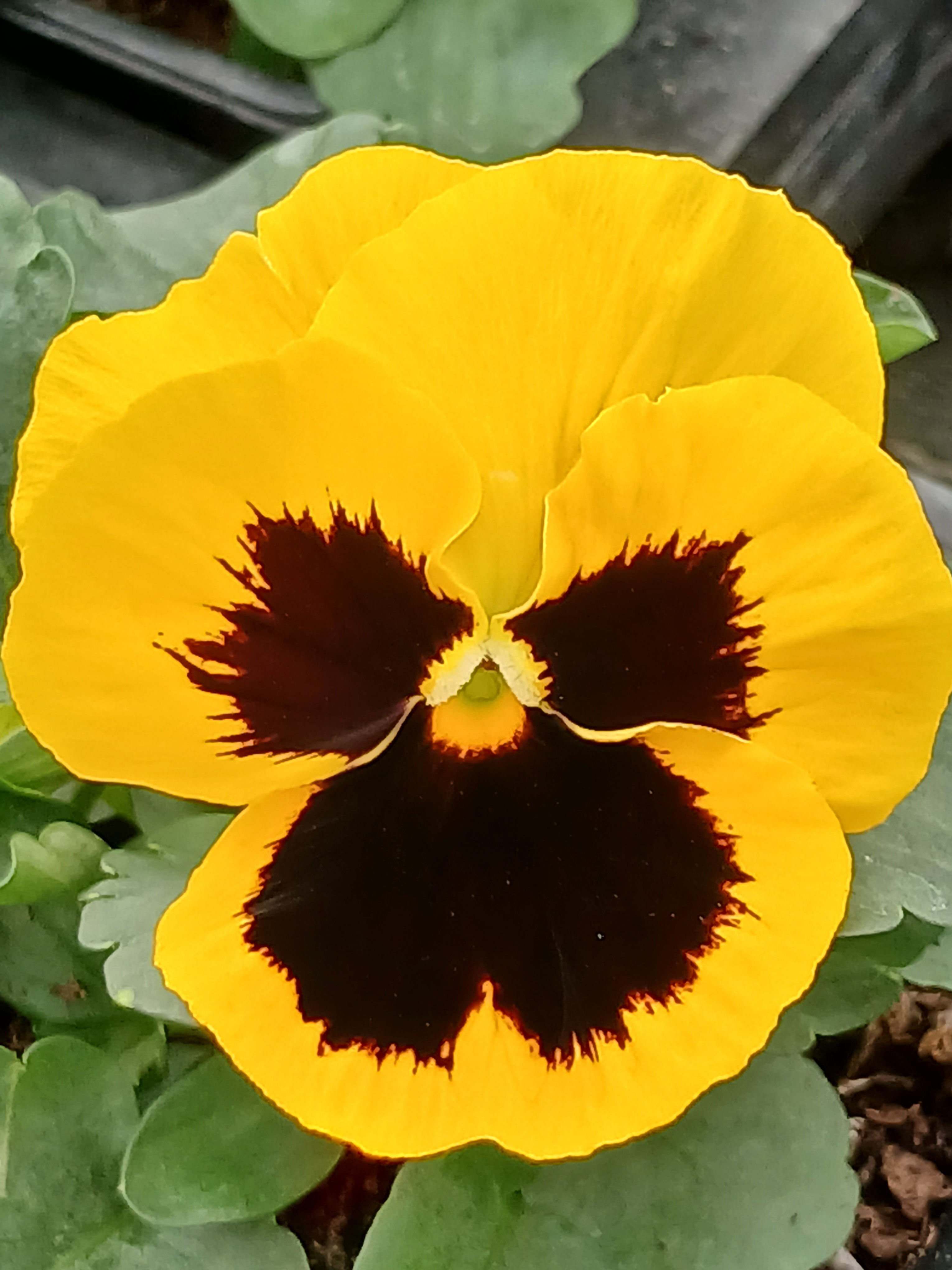 PENSEE JAUNE A COEUR NOIR