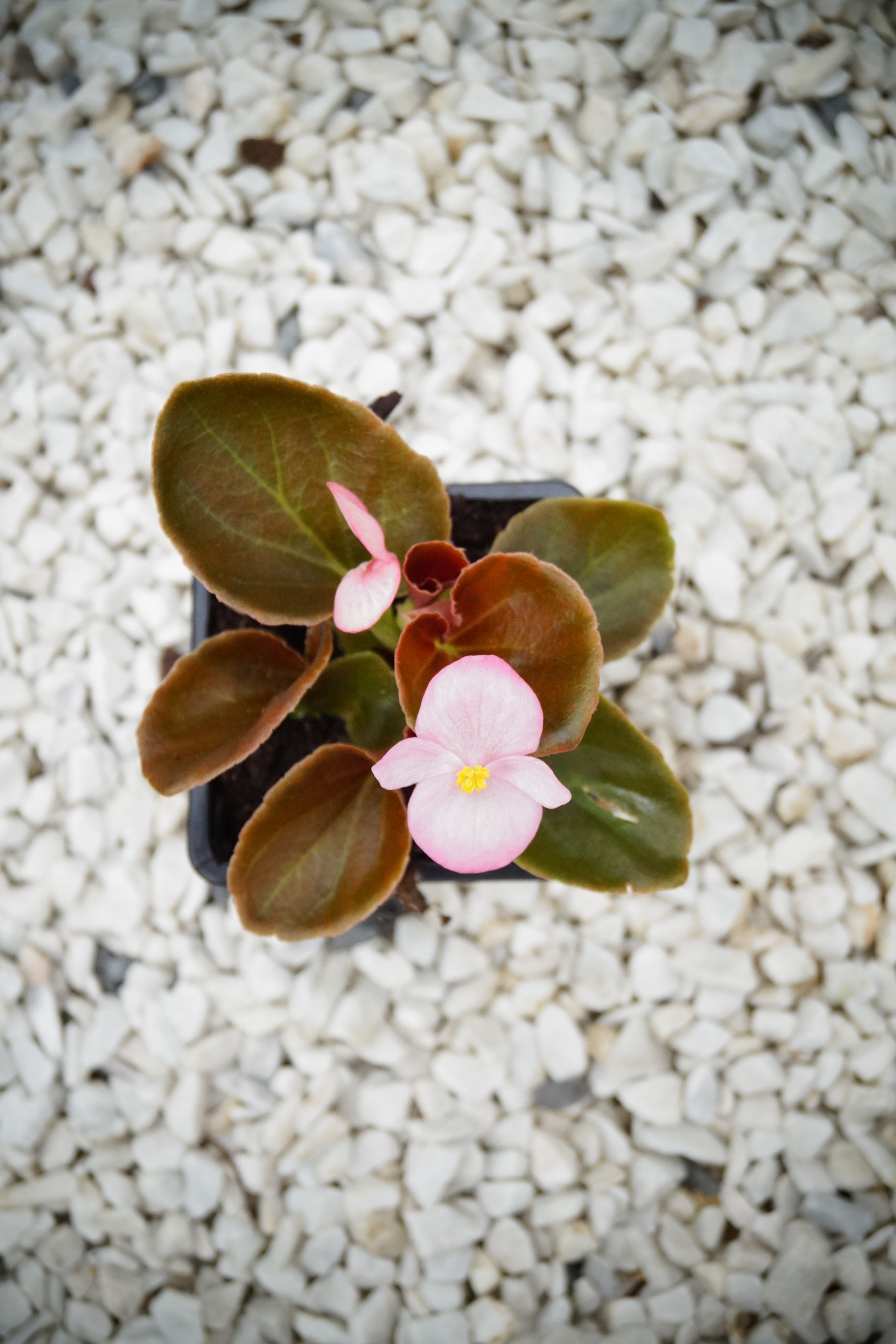 BEGONIA A MASSIF ROSE FEUILLAGE BRUN