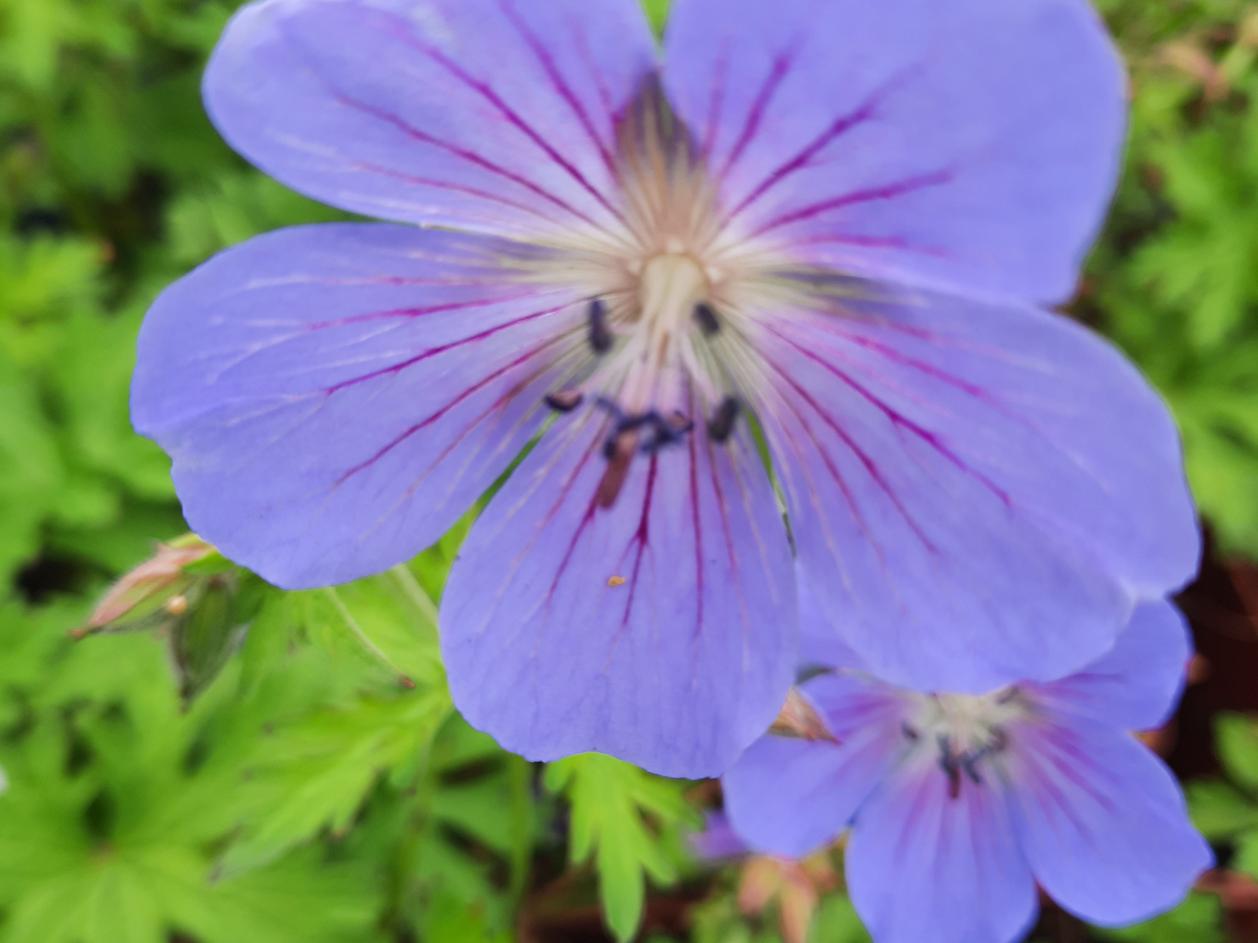 GERANIUM VIVACE JOHNSON BLUE