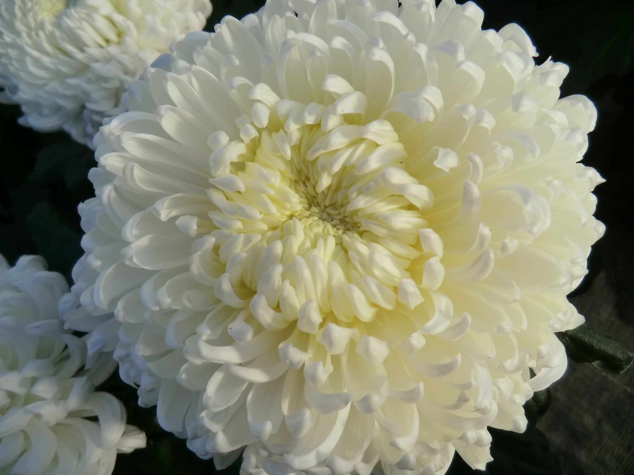 CHRYSANTHEMES COUPE 7 FLEURS BLANCHES