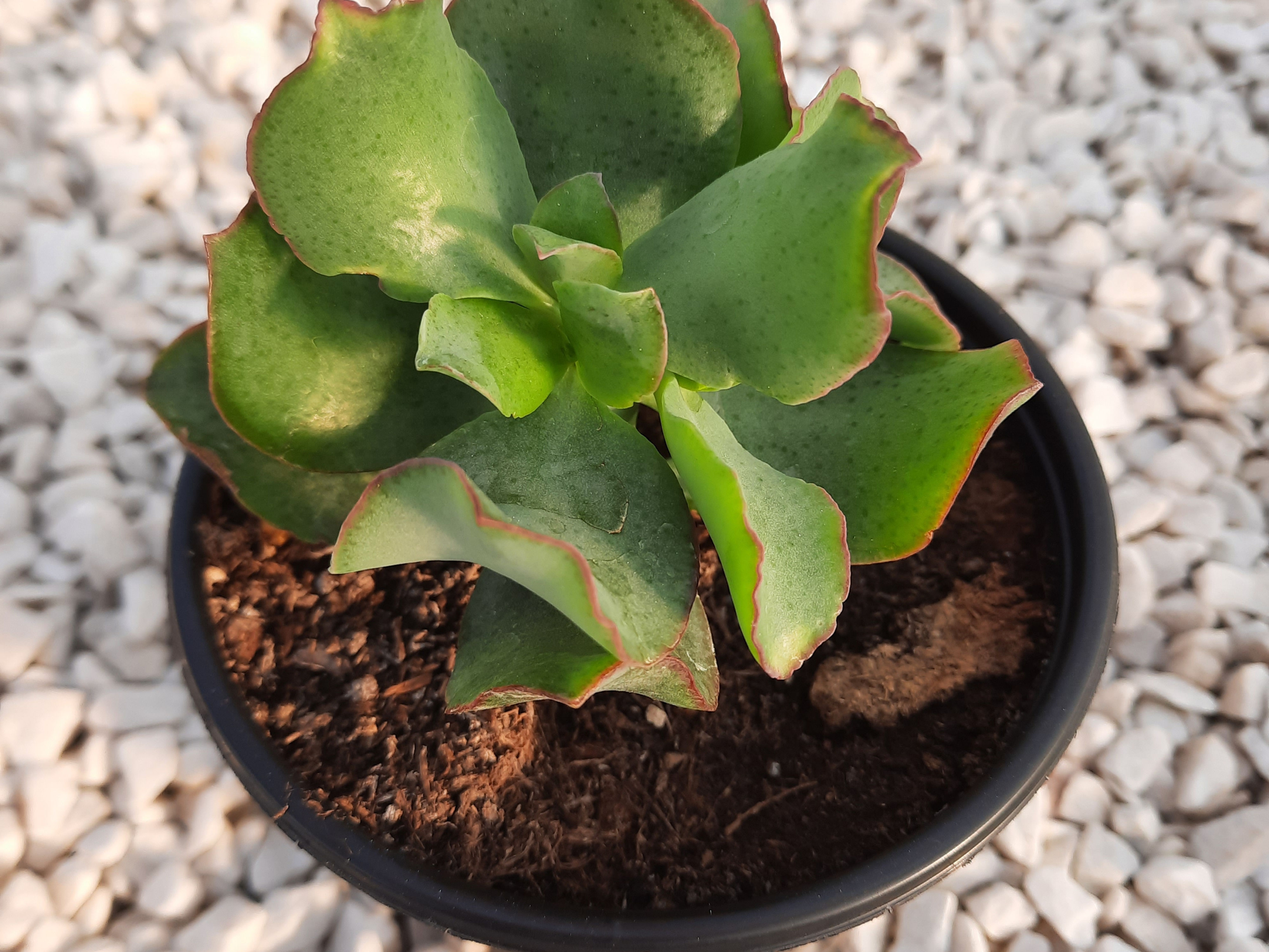 Crassula