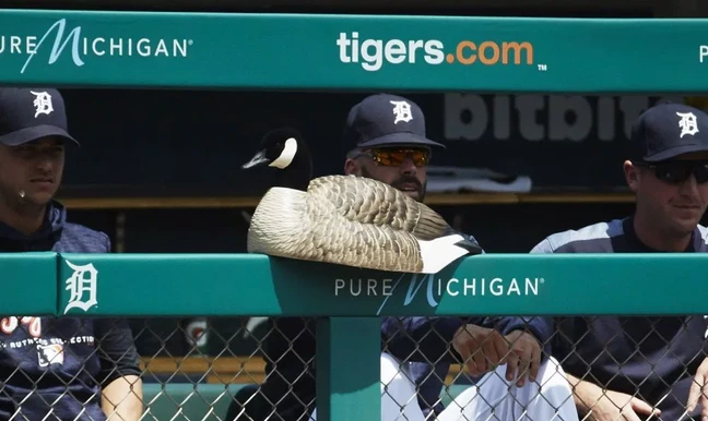 SportsVenuePadding.com-Dugout Rail Padding-Tigers.webp