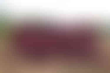 210602-nuatali-tree-planting-8