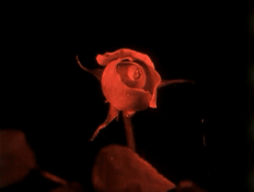 rose-animated-gif.gif
