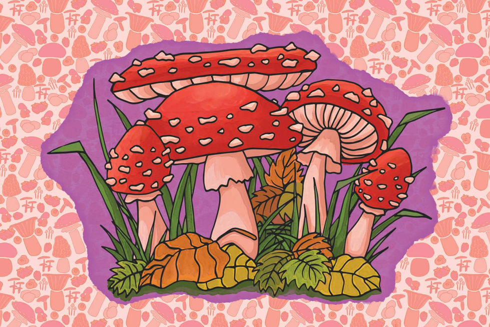 postcards fly agaric THESIS