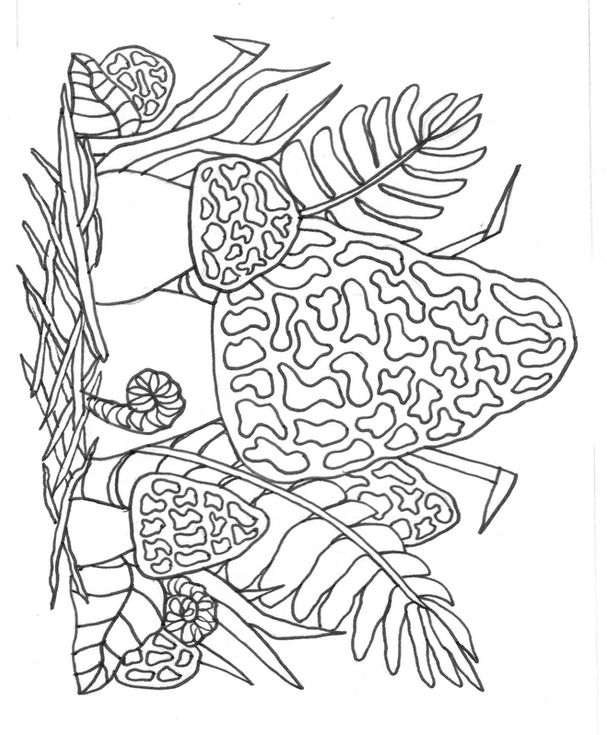 morel 2