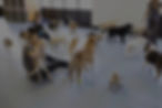 Three people playing with a group of dogs indoors.