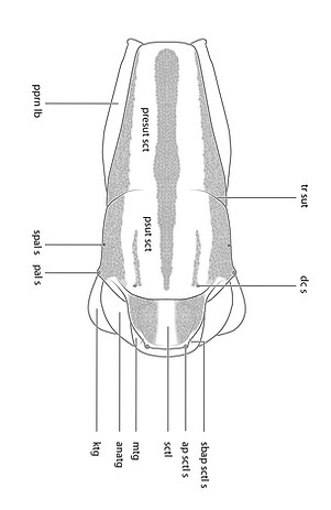 thorax neriidae