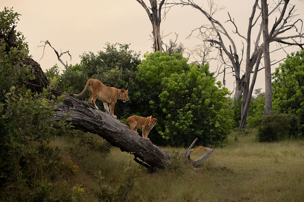 Thumbnail: Lion-cub-walking-angled-tree-dusk-sky-fine-art-print