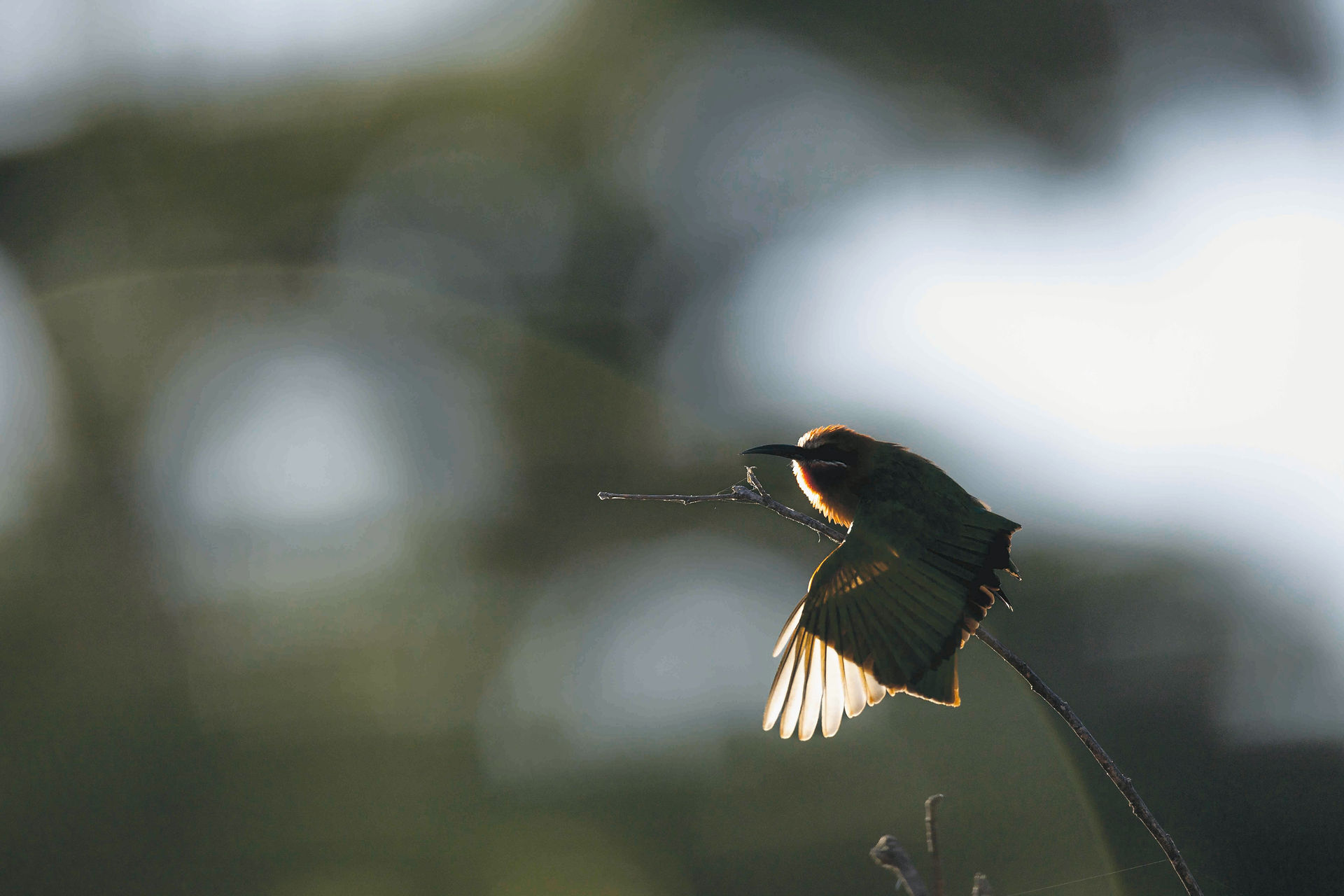 White-fronted bee-eater stretching wings in morning light