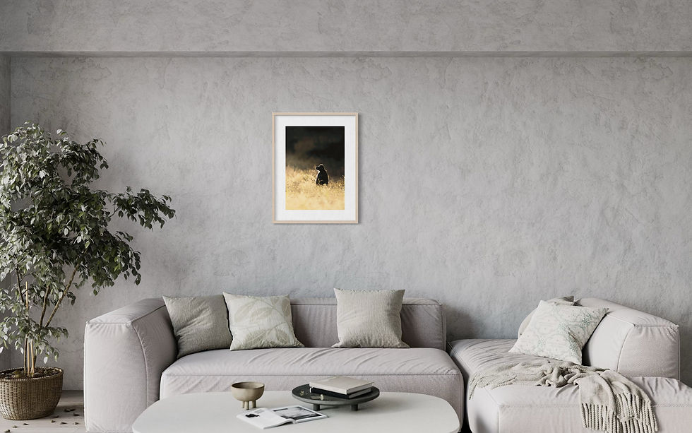 Thumbnail: Contemplations_Hahnemühle Photorag