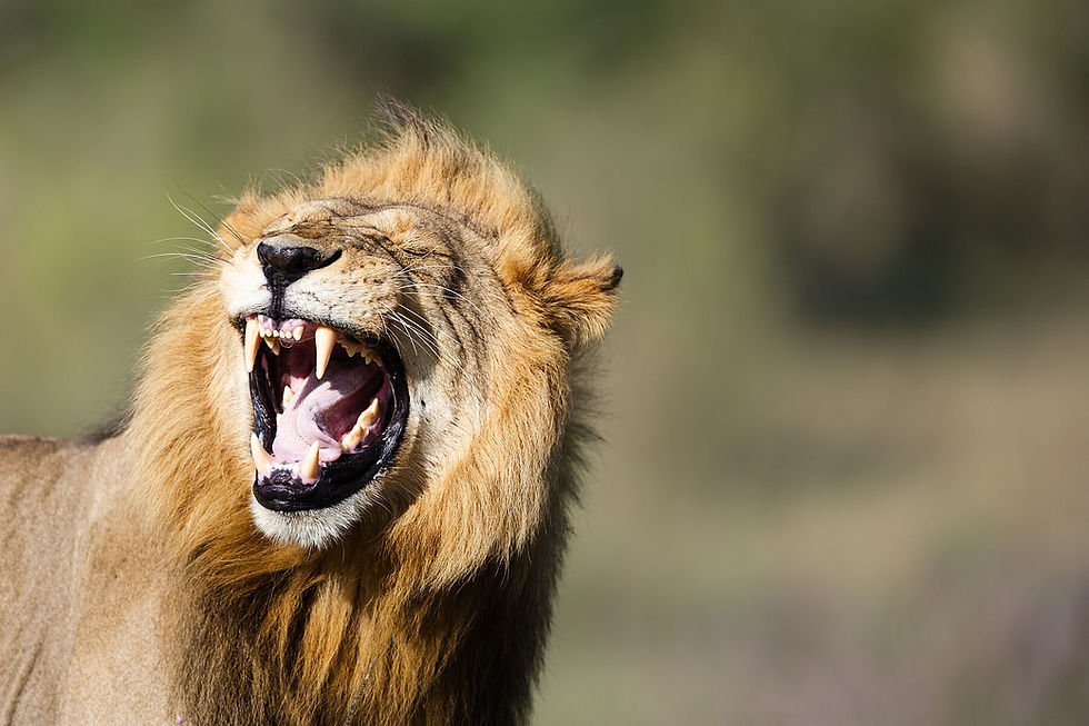 Lion flehmen response fine art print Makgadikgadi Pans Botswana - limited edition archival print