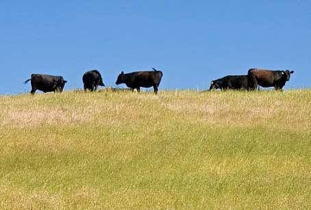 To The Cows, Coming Home