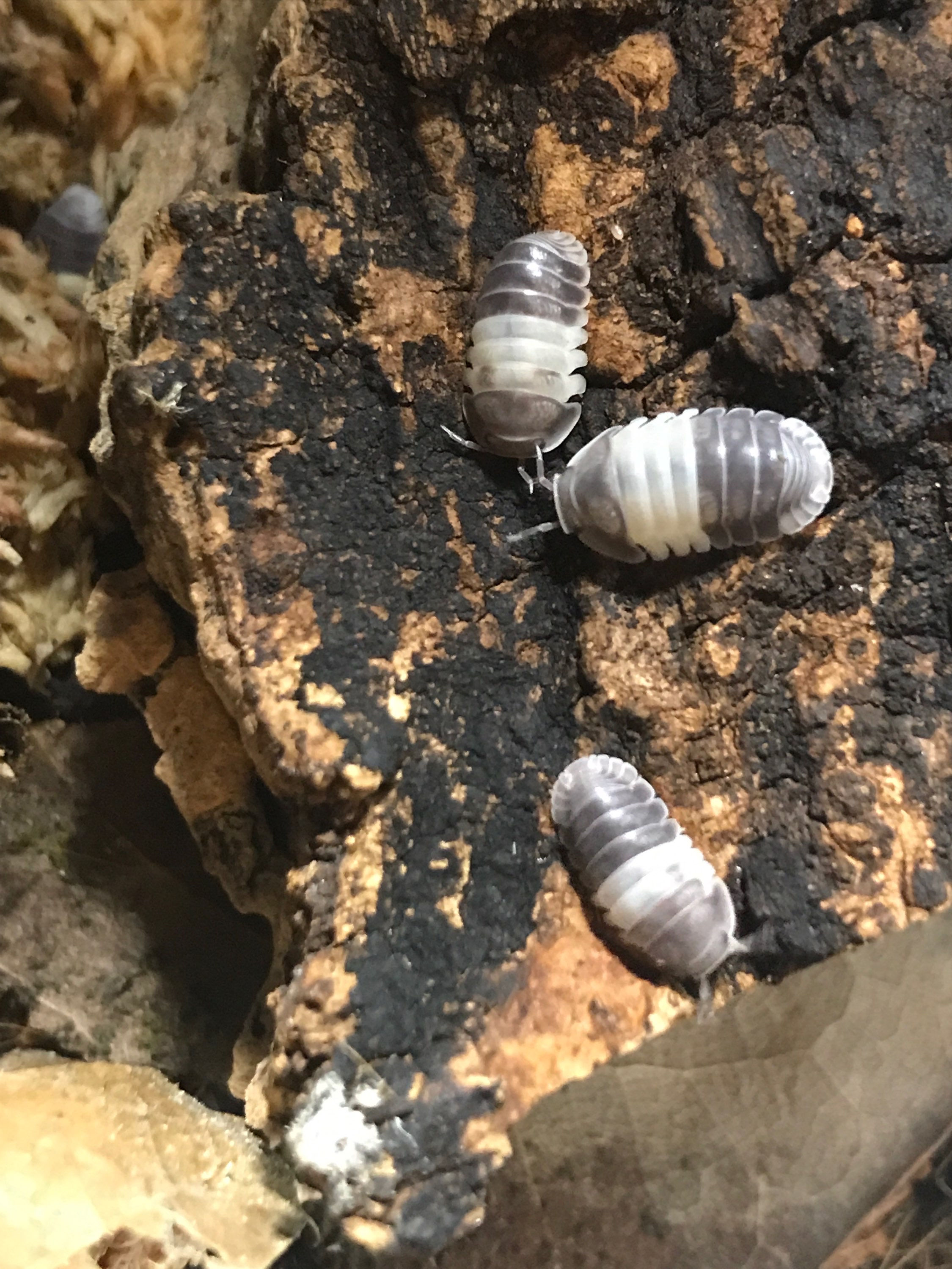 Cubaris SP. “Panda King”