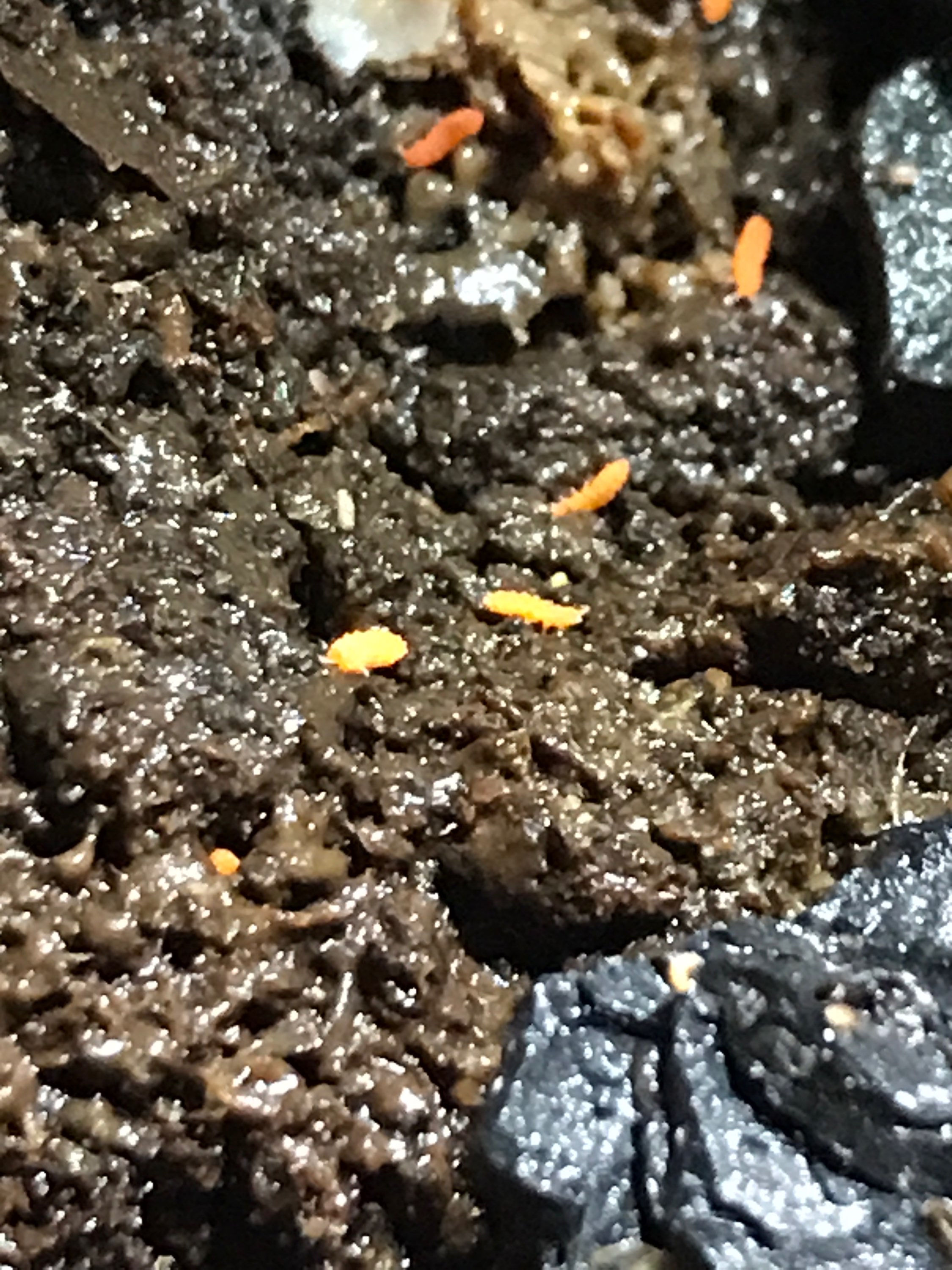 Bilobella Aurantica “Orange Springtails”