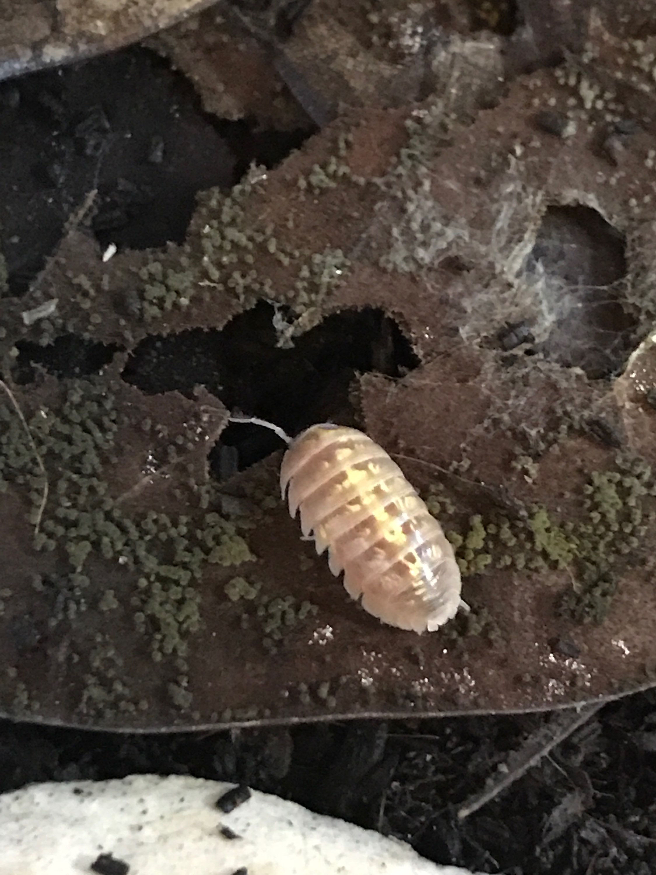 Armadillidium Vulgare “Albino”
