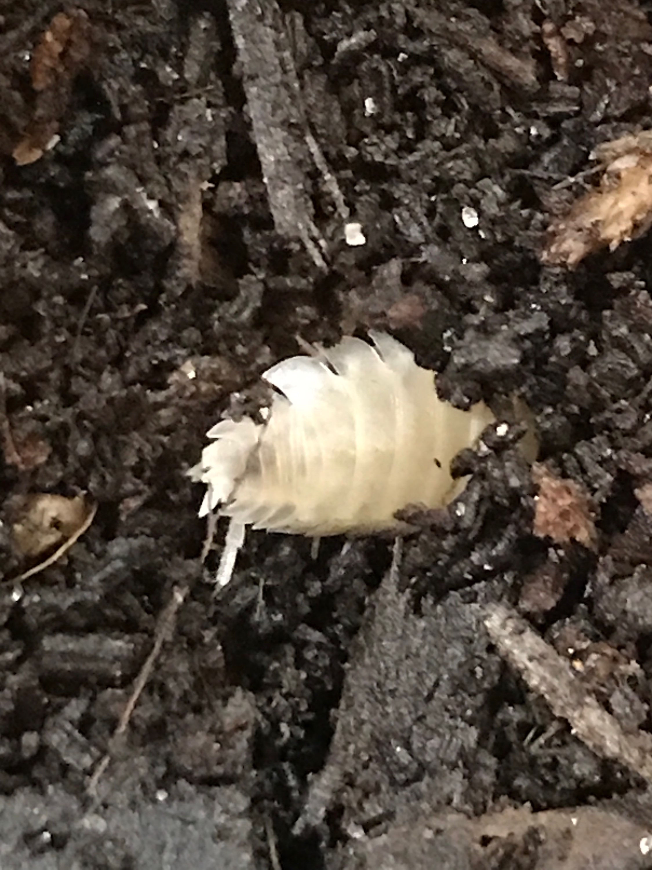 Porcellio Laevis “White”