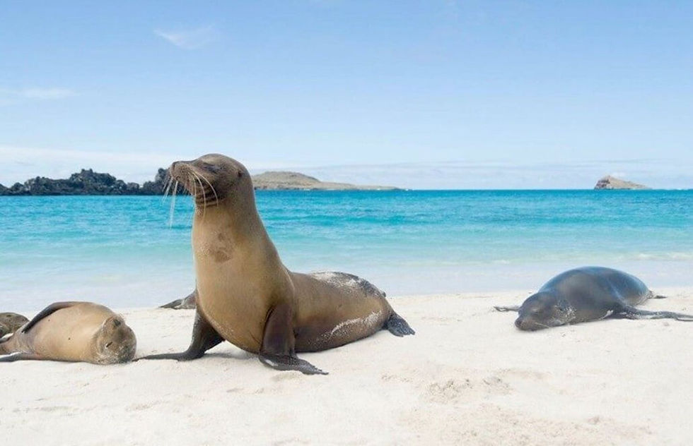 Thumbnail: Giant Tortoise & Sea Turtle Conservation in the Galápagos - 2 Weeks
