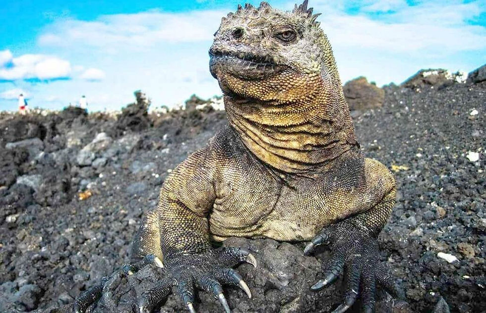 Thumbnail: Giant Tortoise & Sea Turtle Conservation in the Galápagos - 2 Weeks