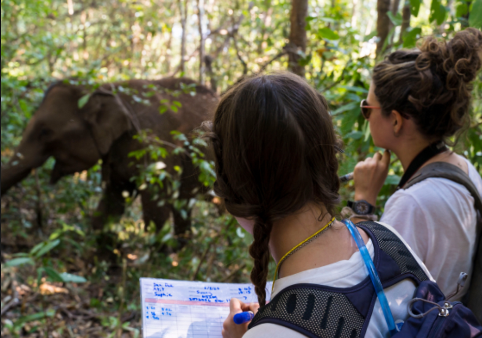 Thumbnail: Volunteer with Elephants in Thailand - 1 Week