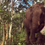 Thumbnail: Volunteer with Elephants in Thailand - 1 Week
