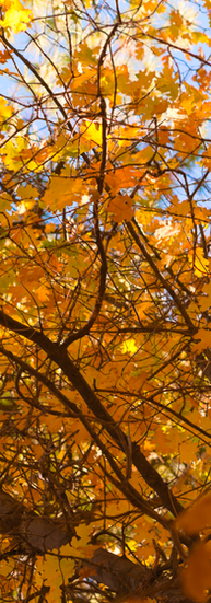 an upshot of a yellow autumn canopy