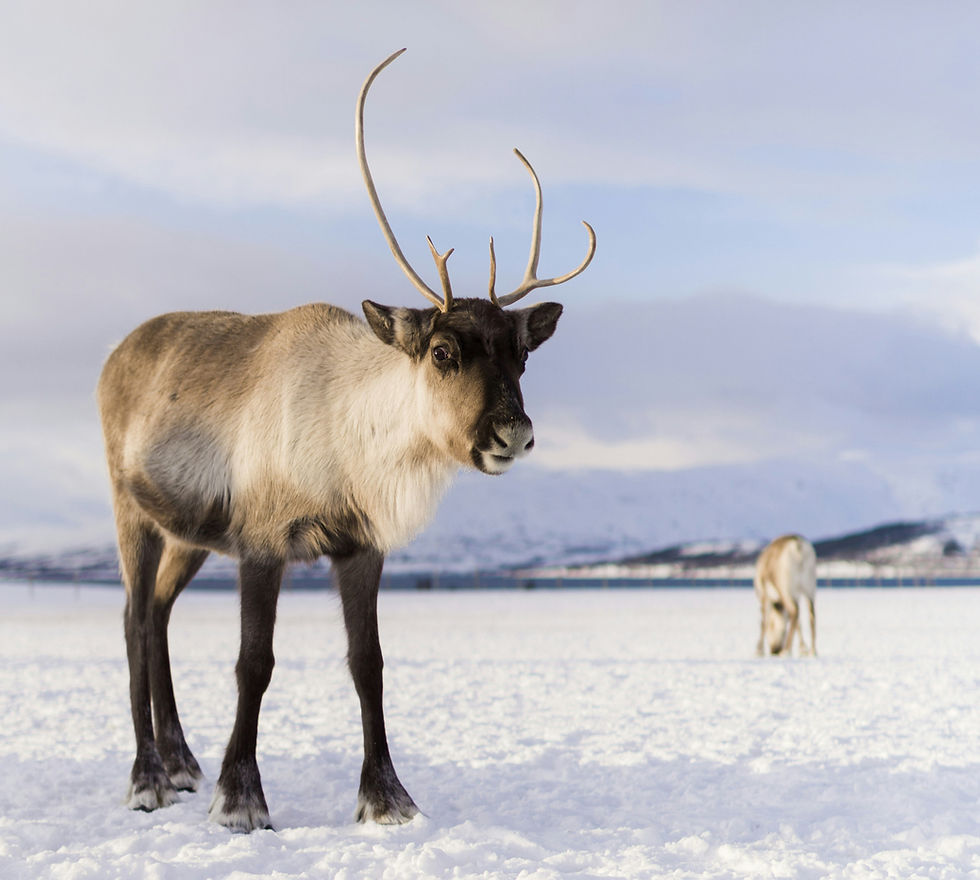 December 28, 2025: Rudolph the Presbyterian