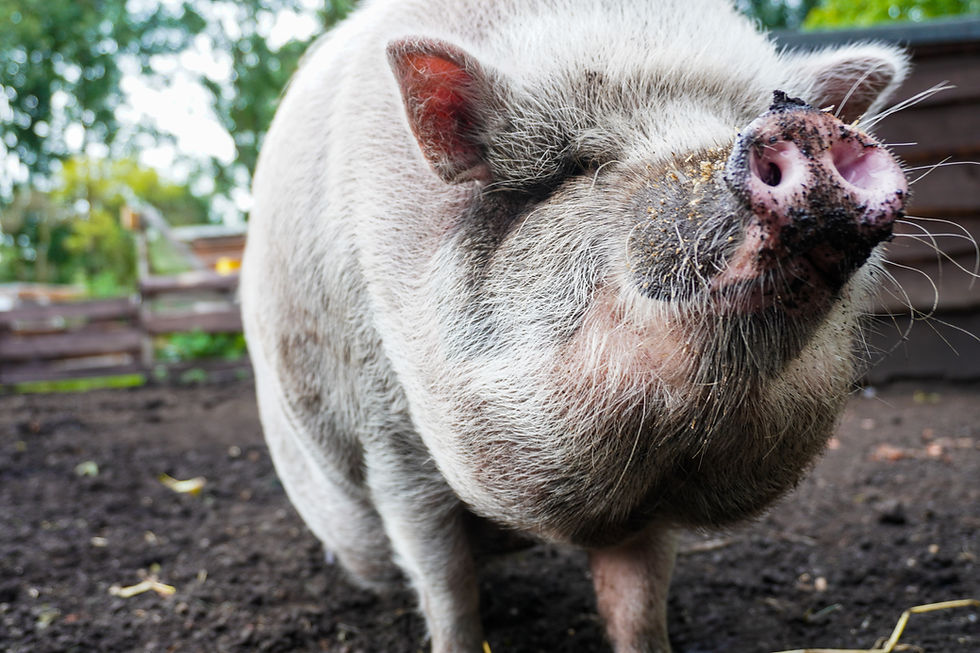 Ein Schwein begrüßt fröhlich die Besuchenden