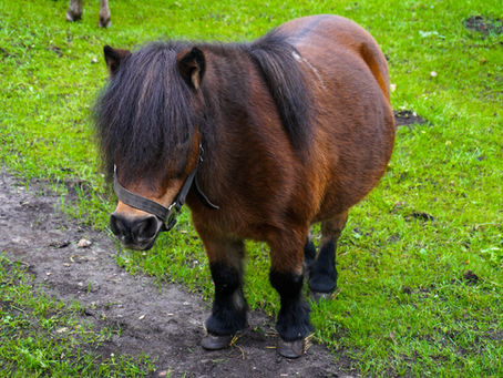 braunes Shetland-Pony auf der Wiese