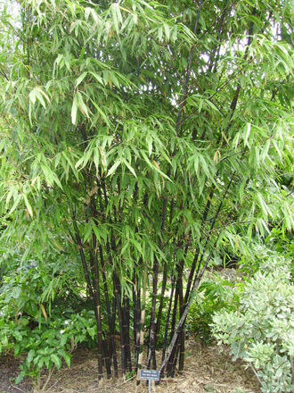 Bamboo Black Tree