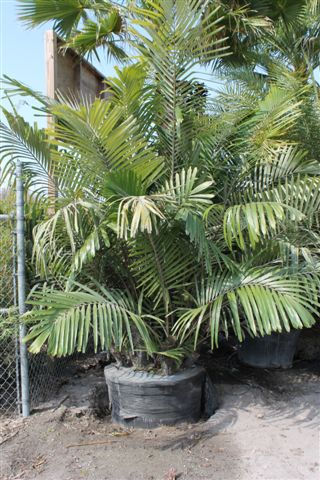 Sugar Palms